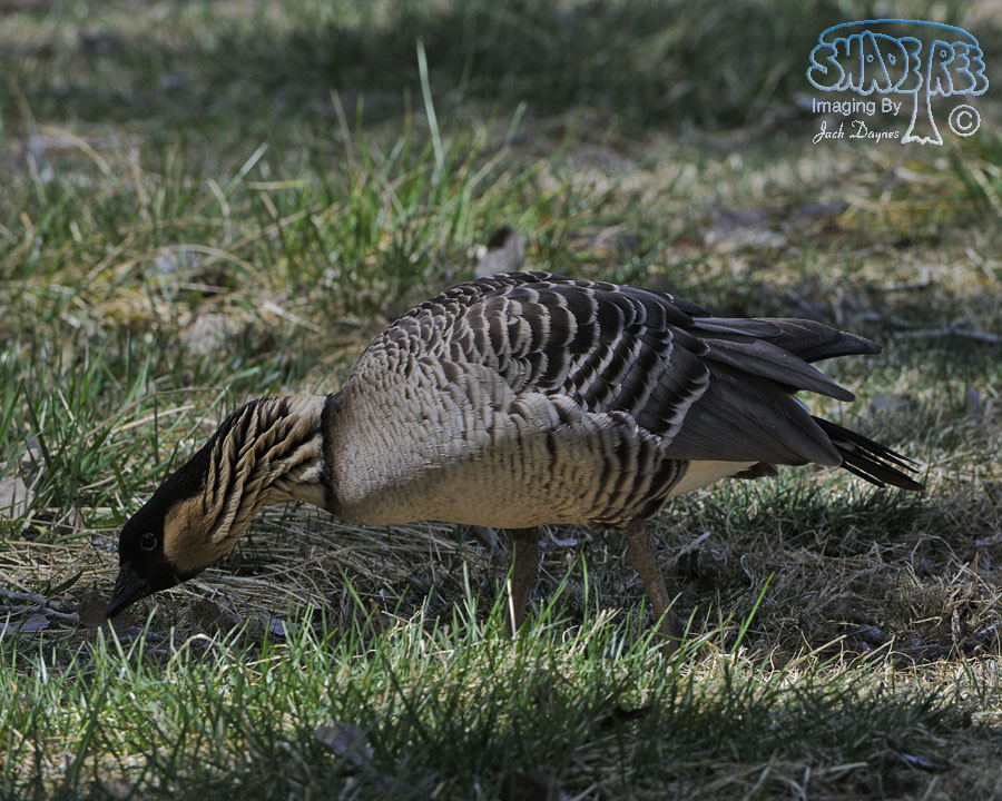 Hawaiian Goose - Branta sandvicensis