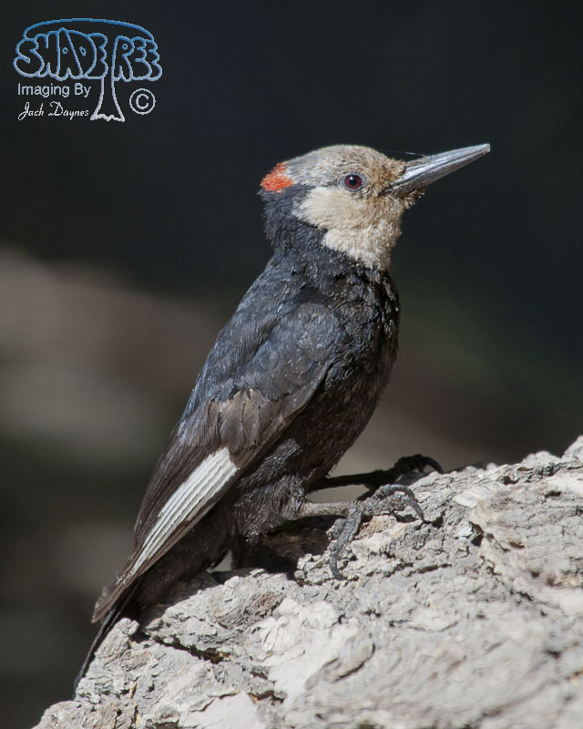 White-Headed Woodpecker - Leuconotopicus albolarvatus