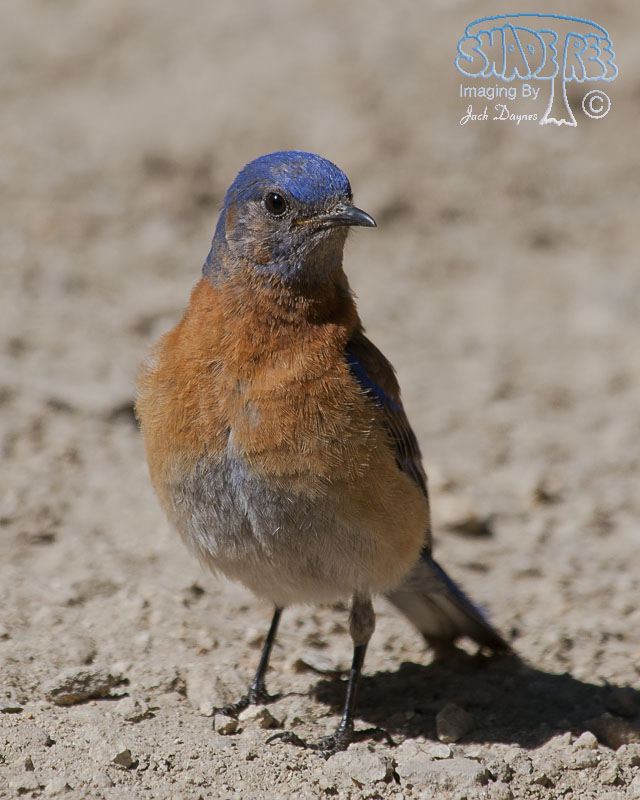 Western Bluebird - Sialia mexicana