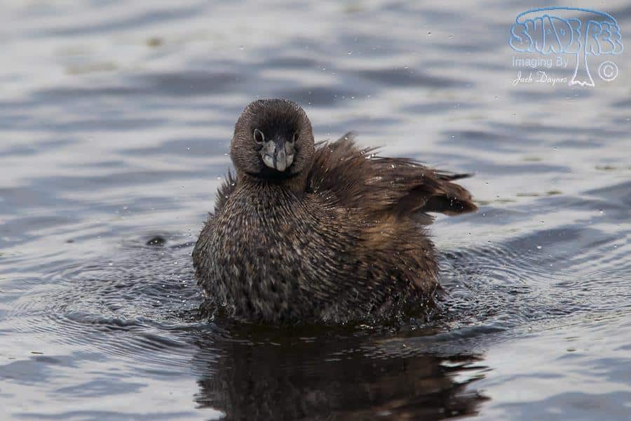 Pied-Billed Grebe - Podilymbus podiceps
