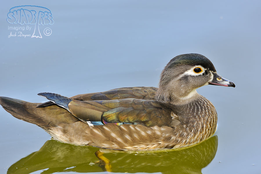 Wood Duck - Aix sponsa