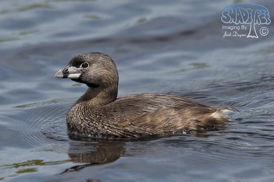 Pied-Billed Grebe - Podilymbus podiceps