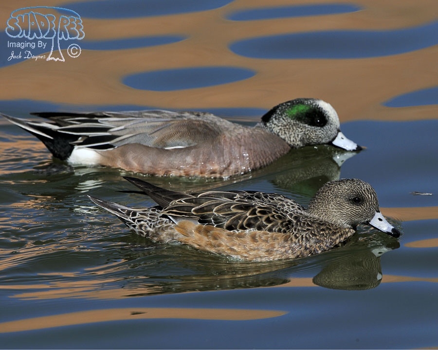 American Wigeon - Mareca americana