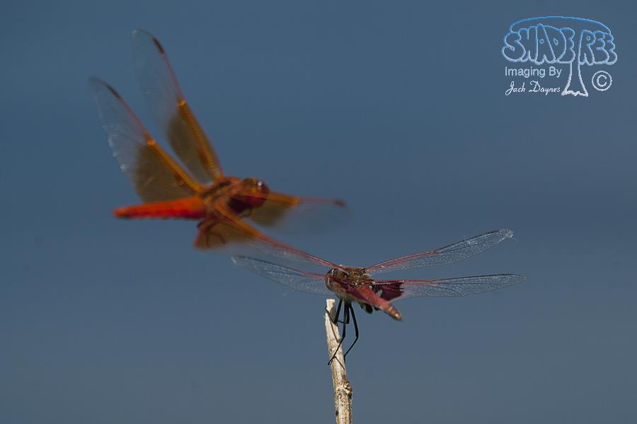 Flame Skimmer - Libellula saturata