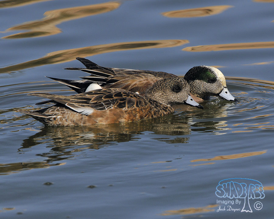 American Wigeon - Mareca americana