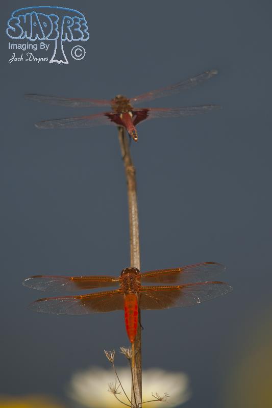 Flame Skimmer - Libellula saturata