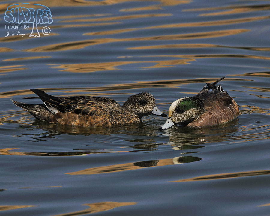 American Wigeon - Mareca americana