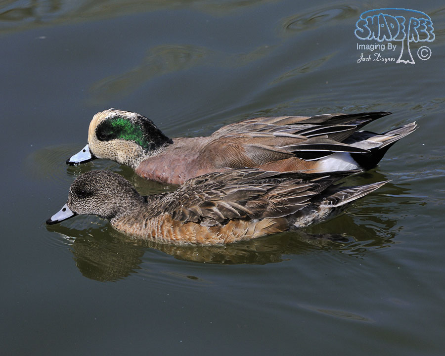 American Wigeon - Mareca americana