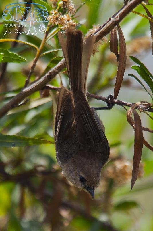 Bushtit - Psaltriparus minimus