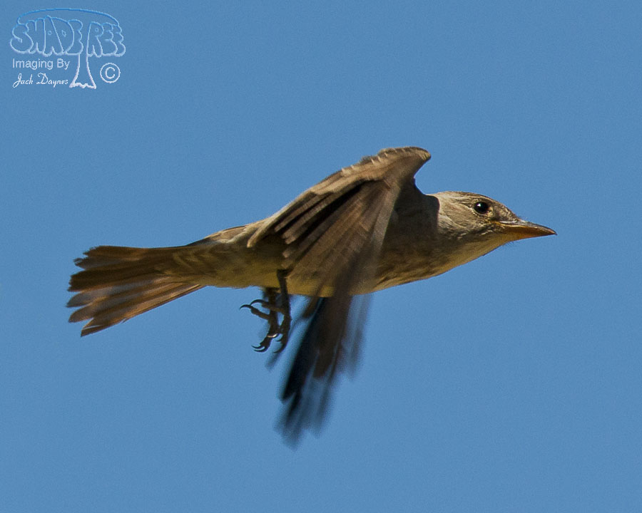 Olive-Sided Flycatcher - Contopus cooperi