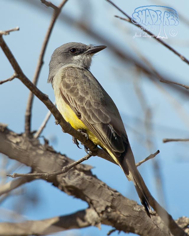 Cassin's Kingbird - Tyrannus vociferans