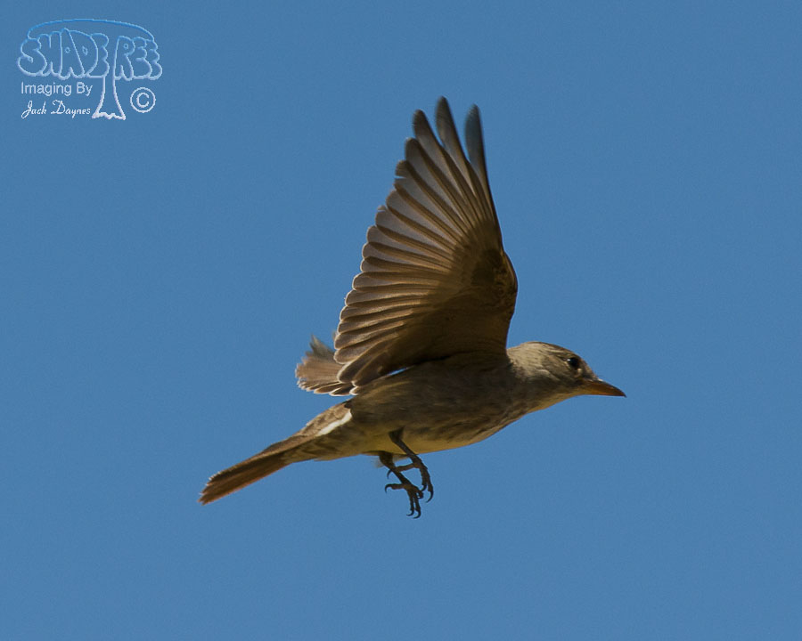 Olive-Sided Flycatcher - Contopus cooperi