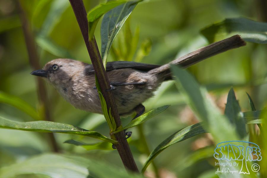 Bushtit - Psaltriparus minimus