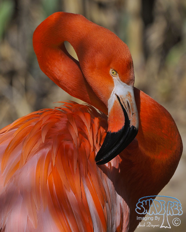 Caribbean Flamingo - Phoenicopterus ruber