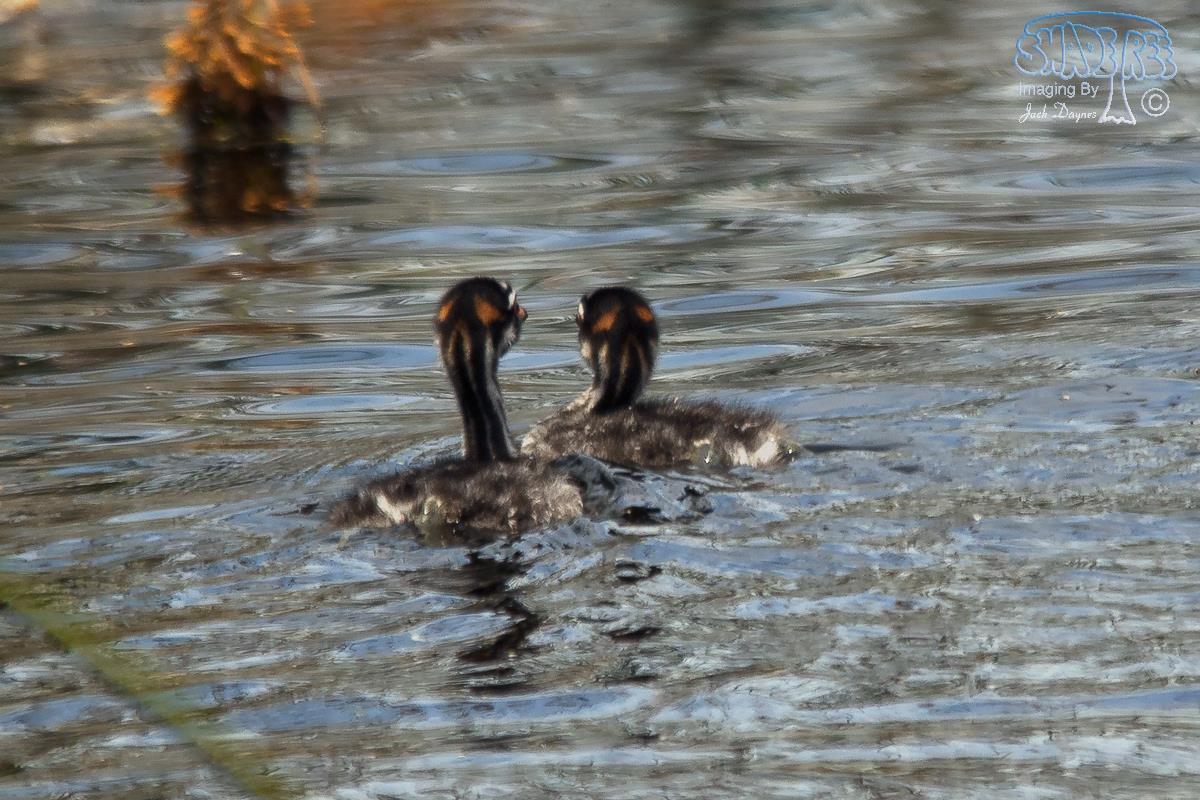 Pied-Billed Grebe - Podilymbus podiceps