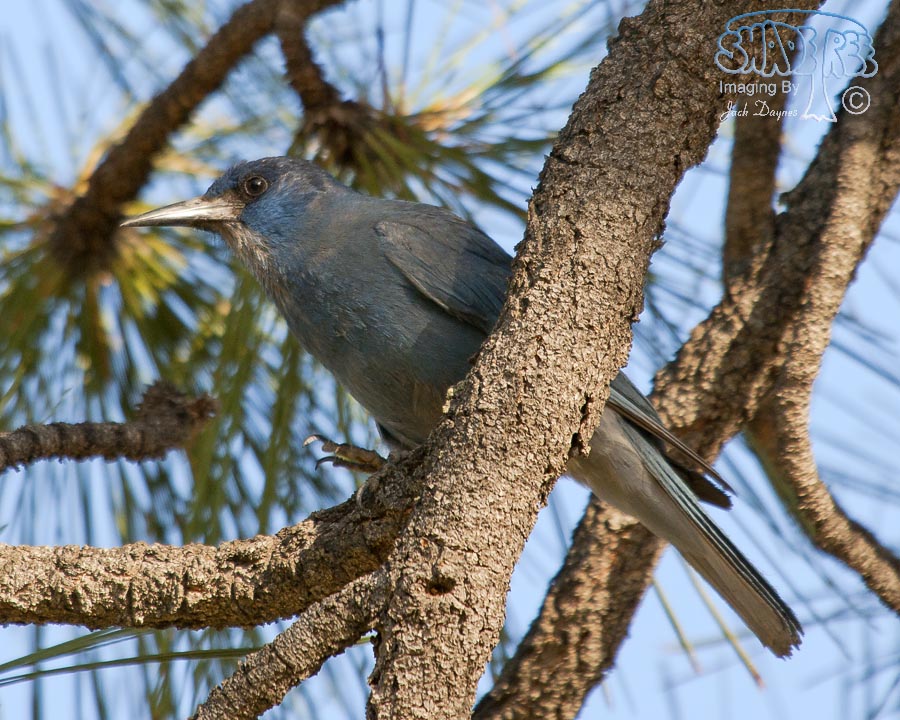 Pinyon Jay - Gymnorhinus cyanocephalus