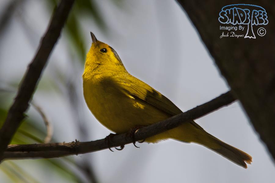 Wilson's Warbler - Cardellina pusilla