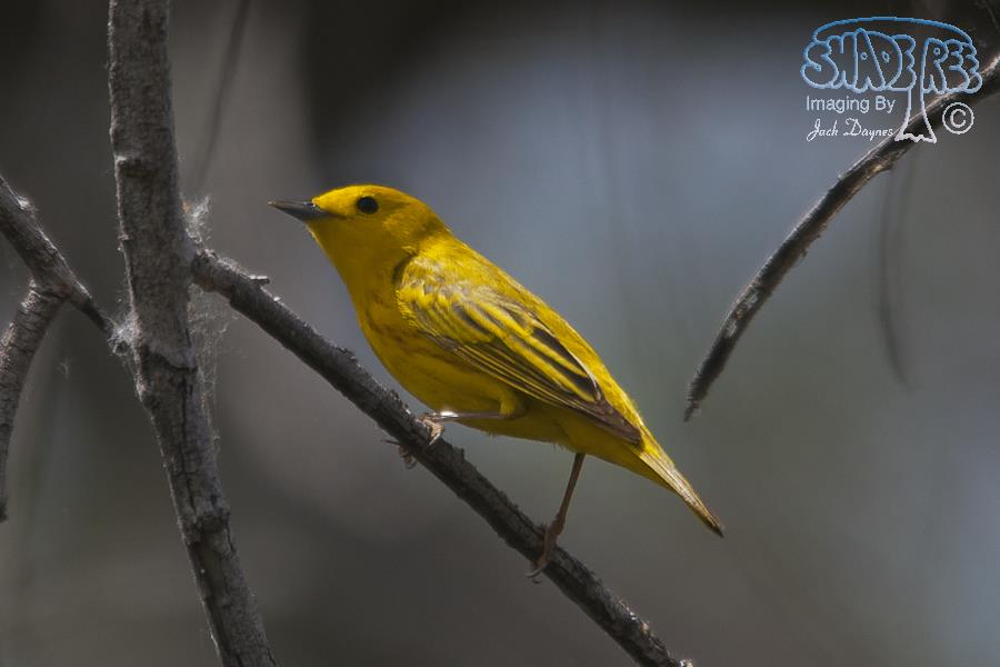 American Yellow Warbler - Setophaga petechia