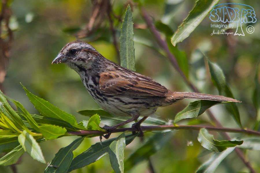 Song Sparrow - Melospiza melodia