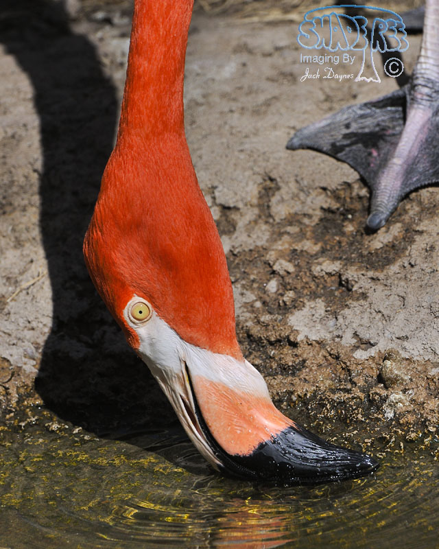 Caribbean Flamingo - Phoenicopterus ruber