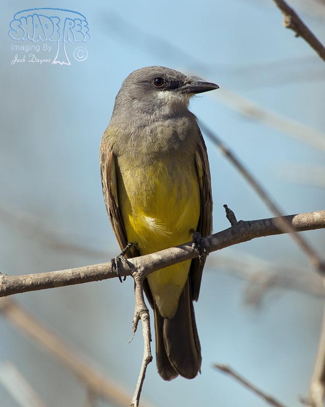 Cassin's Kingbird - Tyrannus vociferans