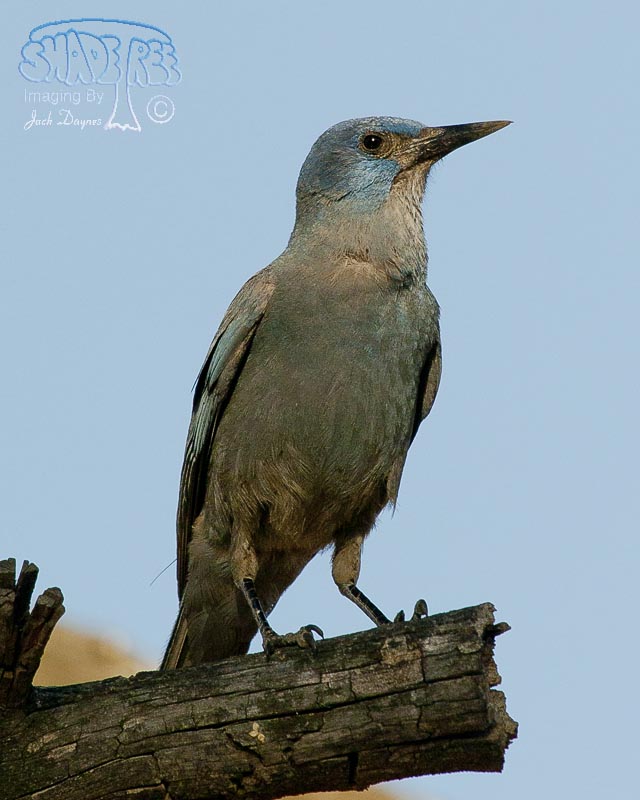 Pinyon Jay - Gymnorhinus cyanocephalus