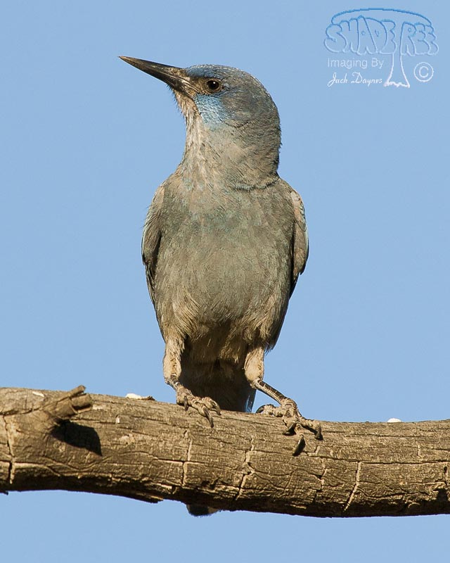Pinyon Jay - Gymnorhinus cyanocephalus