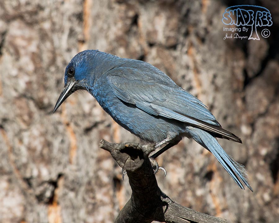 Pinyon Jay - Gymnorhinus cyanocephalus