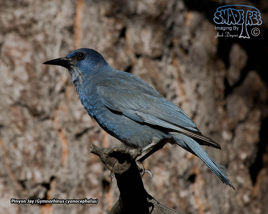 Pinyon Jay - Gymnorhinus cyanocephalus