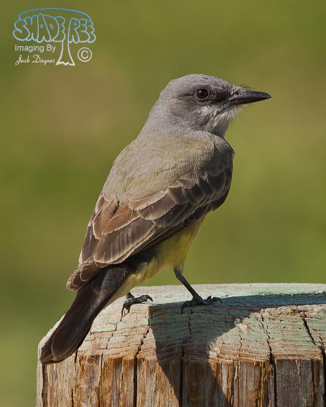 Cassin's Kingbird - Tyrannus vociferans