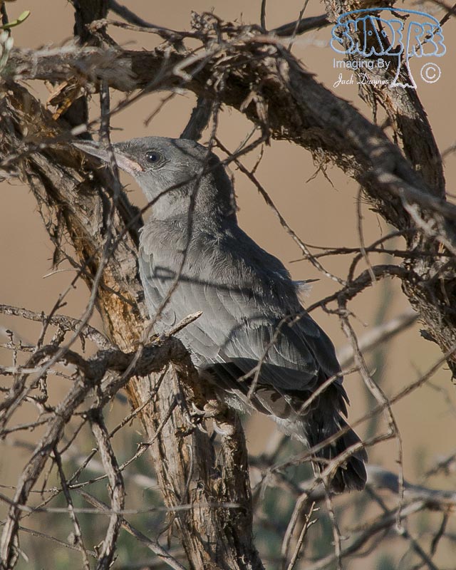 Pinyon Jay - Gymnorhinus cyanocephalus