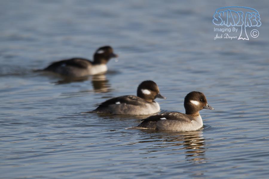 Bufflehead - Bucephala albeola