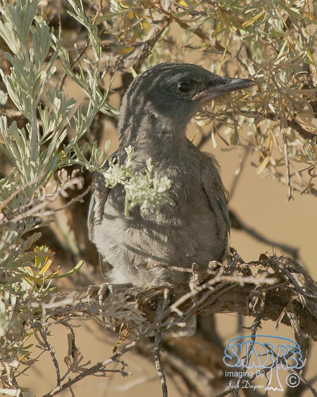 Pinyon Jay - Gymnorhinus cyanocephalus
