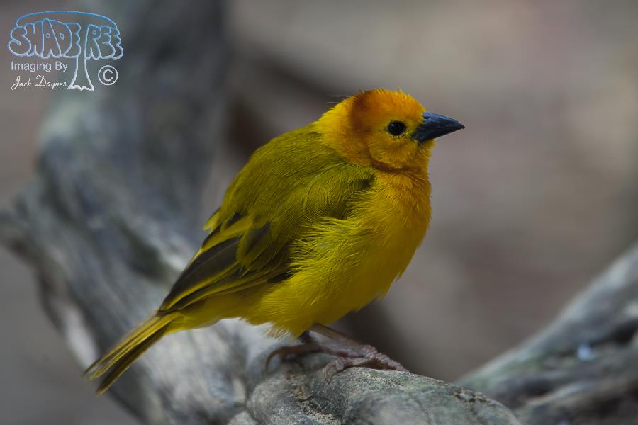 Taveta Weaver - Ploceus castaneiceps