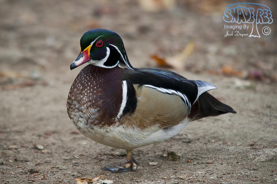 Wood Duck - Aix sponsa