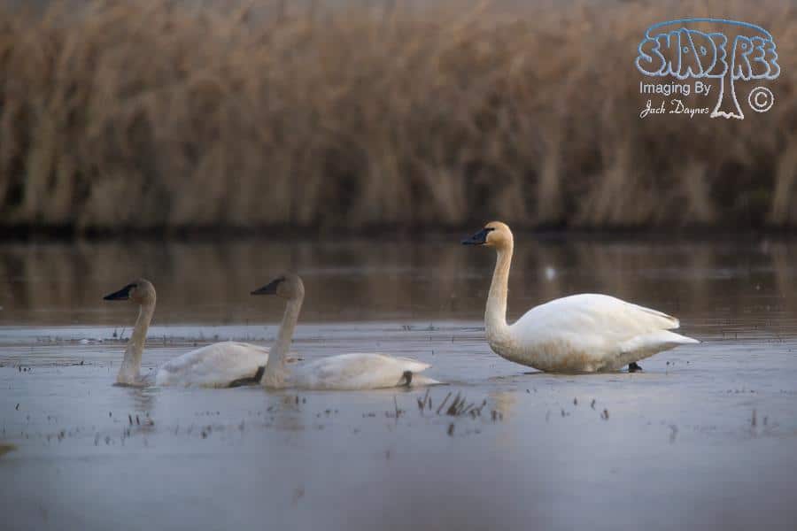 Tundra Swan - Cygnus columbianus