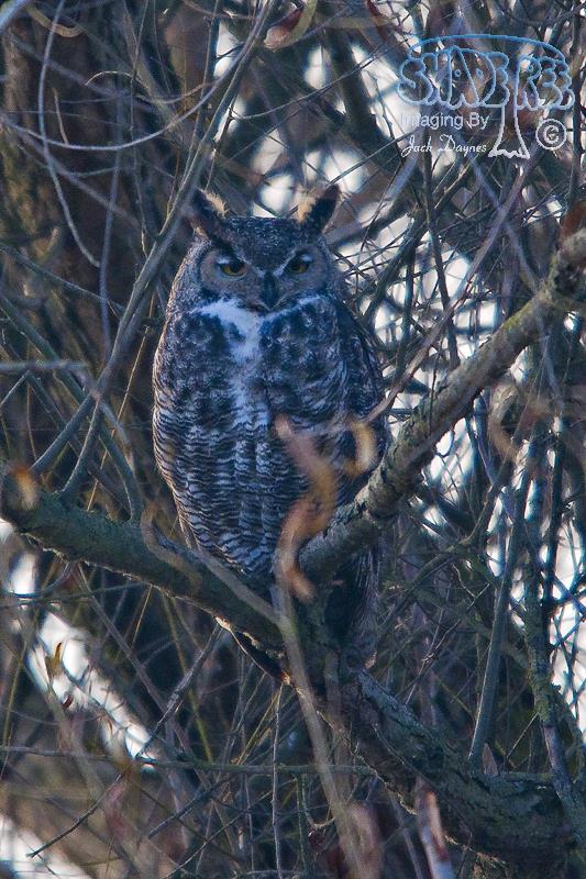 Great Horned Owl - Bubo virginianus
