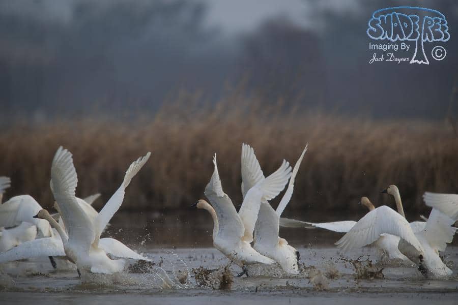 Tundra Swan - Cygnus columbianus