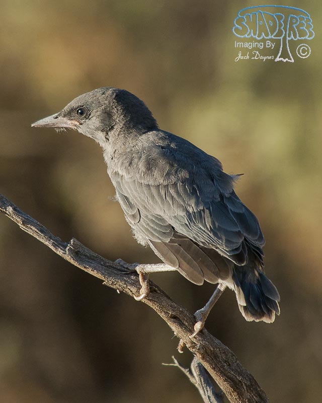 Pinyon Jay - Gymnorhinus cyanocephalus