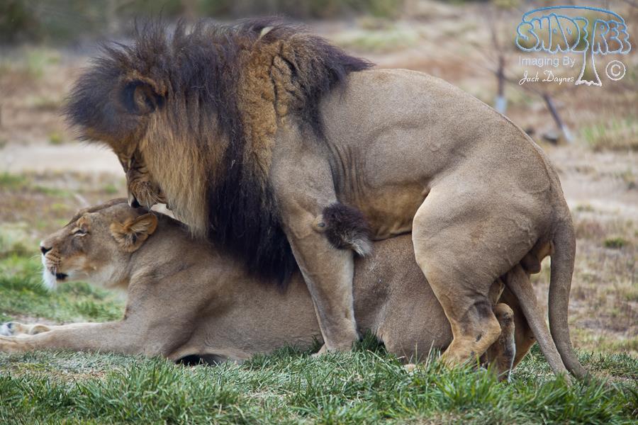 African Lion - Panthera leo