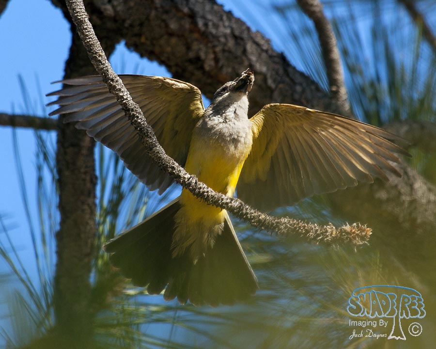 Western Kingbird - Tyrannus verticalis