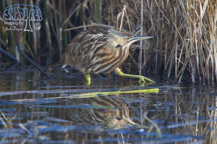 American Bittern - Botaurus lentiginosus