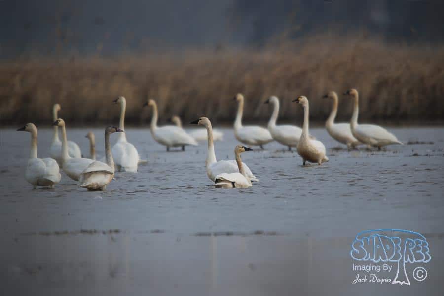 Tundra Swan - Cygnus columbianus