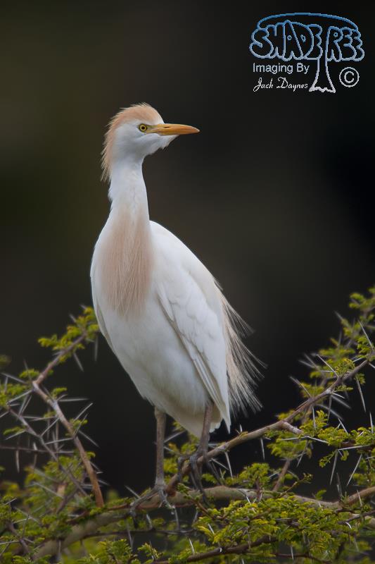 Cattle Egret - Bubulcus ibis