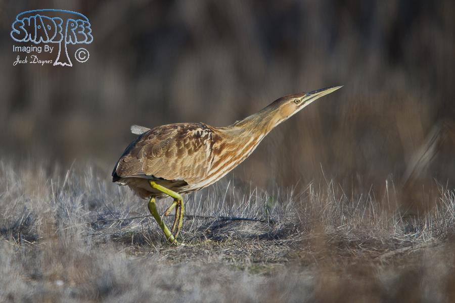 American Bittern - Botaurus lentiginosus
