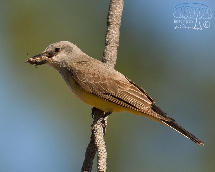 Western Kingbird - Tyrannus verticalis