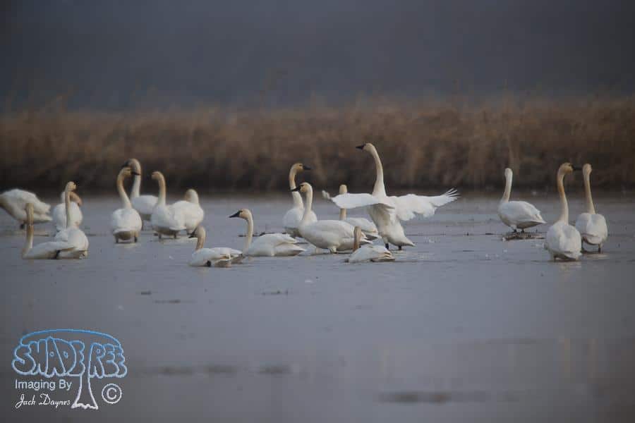 Tundra Swan - Cygnus columbianus
