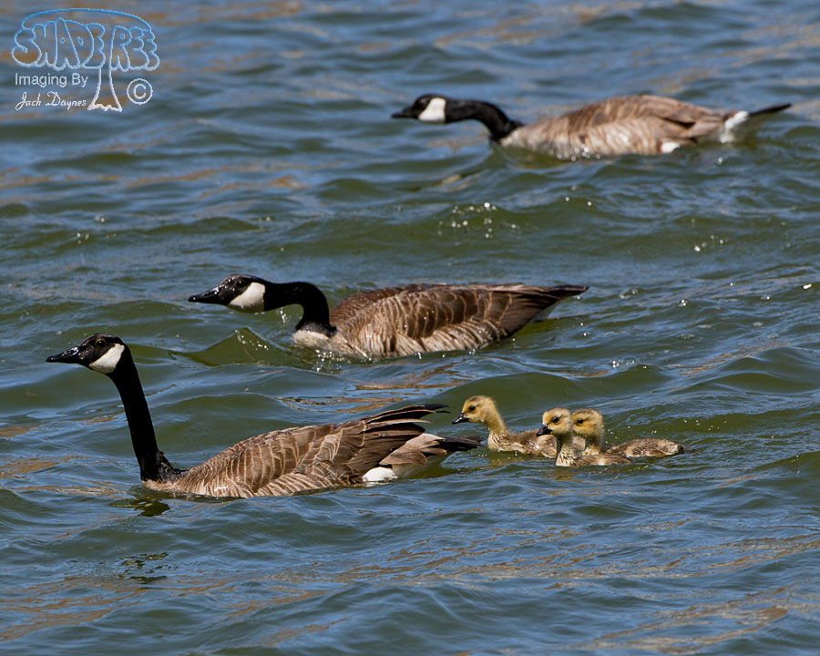 Canada Goose - Branta canadensis