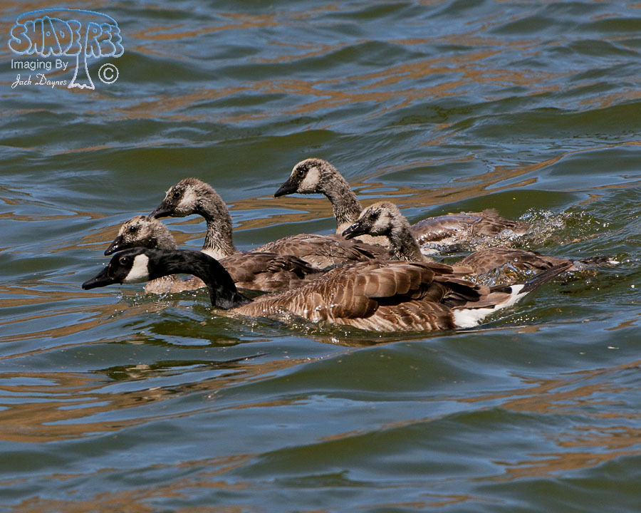 Canada Goose - Branta canadensis
