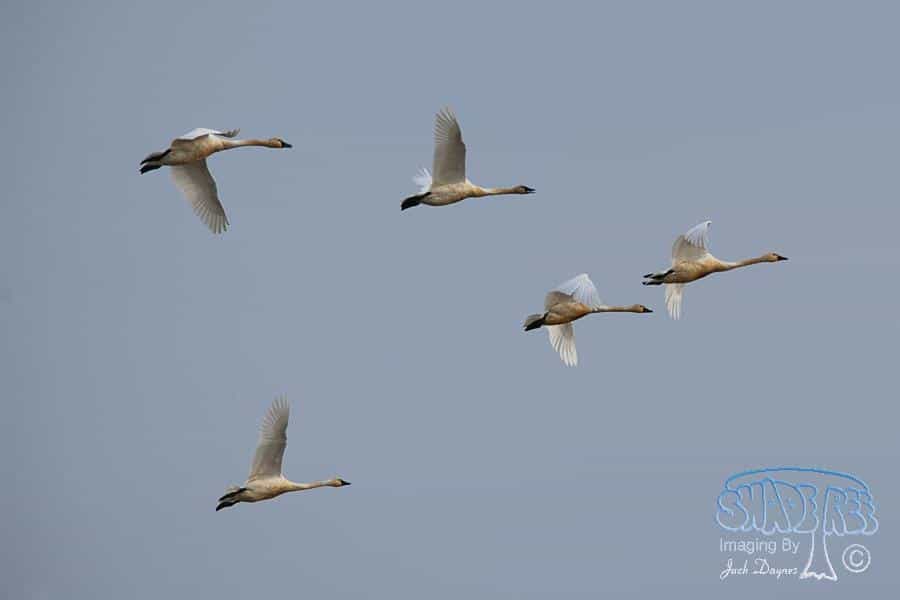 Tundra Swan - Cygnus columbianus